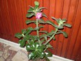/album/fenykepgaleria/sivatagi-rozsa-adenium-004-jpg/